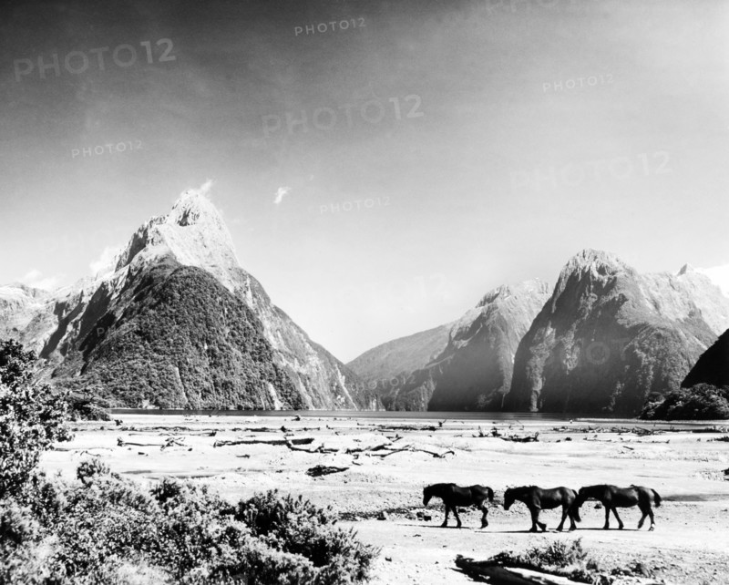 Horses at Milford Sound. Three horses walk across a dry lakebed on the shores of Milford Sound, with Mitre Peak rising up in the distance. Southland, New Zealand, 1966., Southland, New Zealand, New Zealand, Oceania.