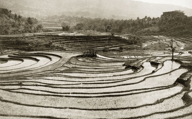 Terraced rice fields, Java. View over a series of terraced rice fields. An original caption comments: "Not a square foot of ground is wasted". Java, Indonesia, July 1940., Java, Indonesia, South East Asia, Asia.