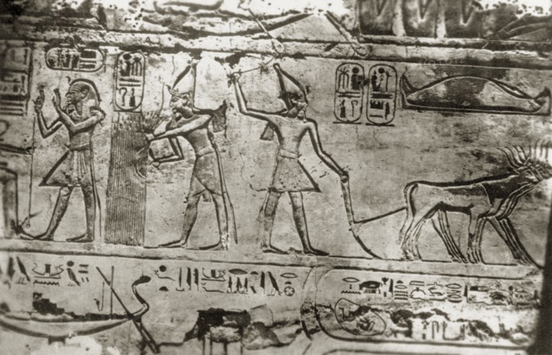 Relief carving on an Ancient Egyptian tomb. Close-up shot of a relief carving on an Ancient Egyptian tomb, possibly the Tomb of Nakht, a scribe of the 18th Dynasty. According to an original caption, the scene depicts Ramesses III ploughing in the mythical fields of Ialu. Probably Sheikh Abd el-Qurna near Luxor, Egypt, February 1945. Luxor, Qina, Egypt, Northern Africa, Africa.