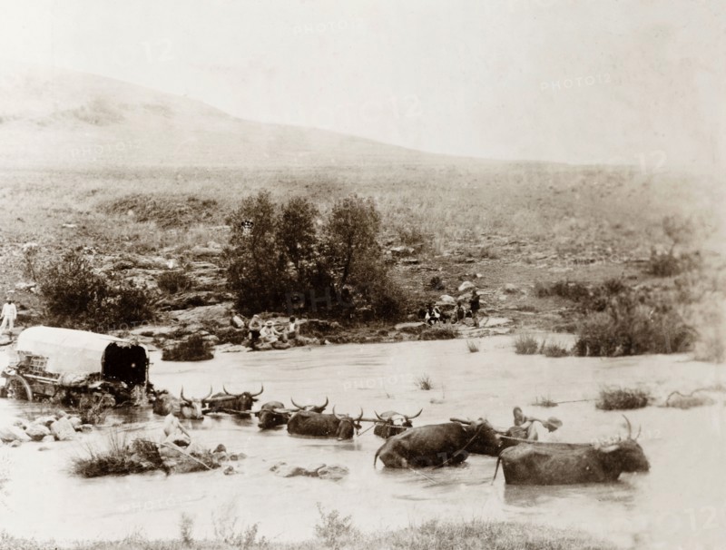 Cattle struggle to cross floodwater. A team of cattle pulling a covered cart struggle to cross floodwaters caused by a burst dam. The freak rainfall, which caused the floods, destroyed 176 buildings and shops in the town of Bloemfontein and killed approximately 25 people. Near Bloemfontein, South Africa, circa 17 January 1904. Bloemfontein, Free State, South Africa, Southern Africa, Africa.