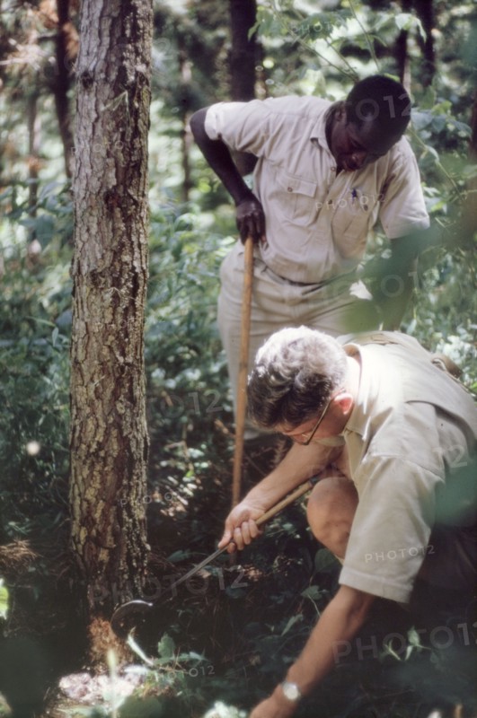 Damage caused by honey fungus. Two forestry officers (Beaton and Kimera) inspect the damage to a tree caused by honey fungus (Armillaria) in Mafuga Forest. Kigezi, South West Uganda, September 1963., West (Uganda), Uganda, Eastern Africa, Africa.