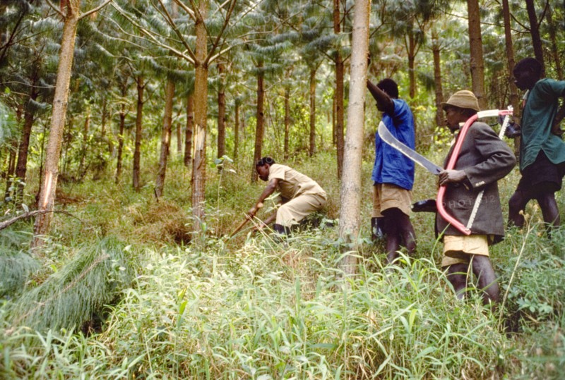 Thinning out the trees at Bugamba. A team of Ugandan Forest Rangers, equipped with saws, machetes and axes, thin out a plantation of pine (Pinus patula) saplings in a forest reserve. Bugamba, Ankole, South West Uganda, September 1963., West (Uganda), Uganda, Eastern Africa, Africa.