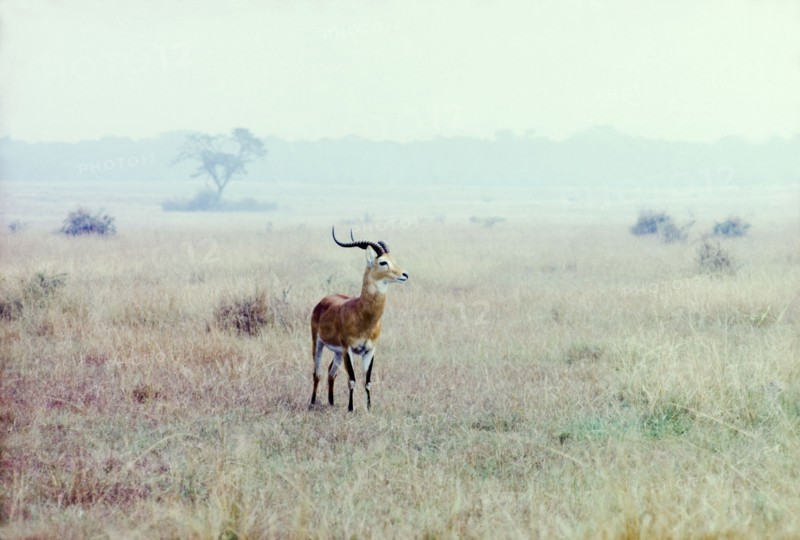 A kob in the Queen Elizabeth National Park. A male kob (Kobus kob), spotted on safari in the Queen Elizabeth National Park. West Uganda, July 1962., West (Uganda), Uganda, Eastern Africa, Africa.