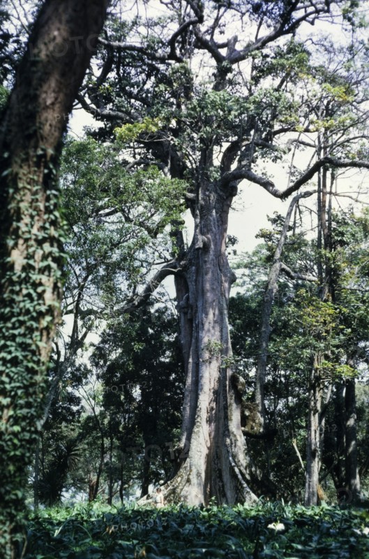 A Mubende 'witch tree'. A Mubende 'witch tree': at the time of this photograph an unnamed species of the genus Pterygota (possibly Pterygota mildbraedii). Mubende, Central Uganda, July 1962., Central (Uganda), Uganda, Eastern Africa, Africa.