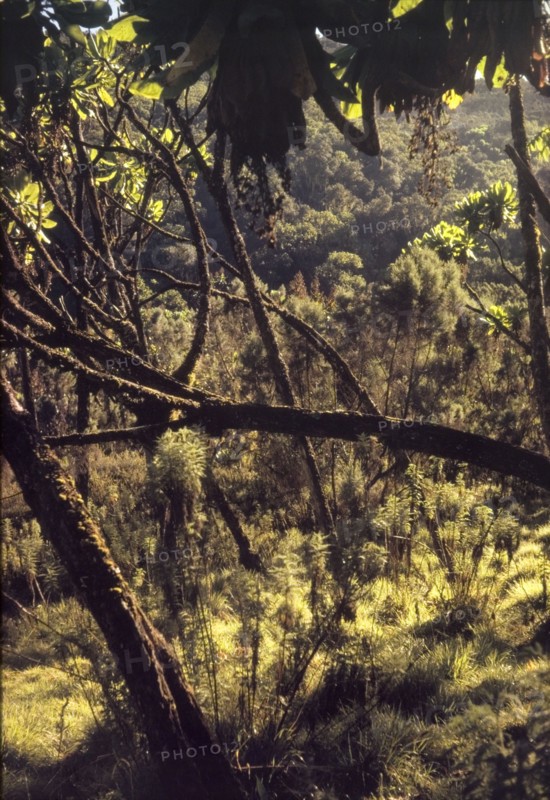 Giant heather forest on Mount Elgon. Tangled branches obscure the view in a giant heather forest on Mount Elgon. East Uganda, 1962., East (Uganda), Uganda, Eastern Africa, Africa.