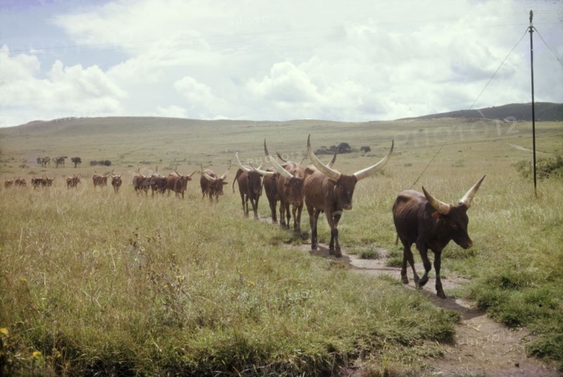 Ankole cattle. A herd of Ankole-Watusi cattle walk in single file along a track in undulating grassland. Ankole, West Uganda, 1962., West (Uganda), Uganda, Eastern Africa, Africa.