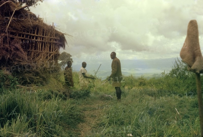 A deserted poacher's hut. Three Ugandan Forest Guards investigate a deserted poacher's hut whilst on safari in the Virunga Mountains. Kigezi, South West Uganda, 1962., West (Uganda), Uganda, Eastern Africa, Africa.