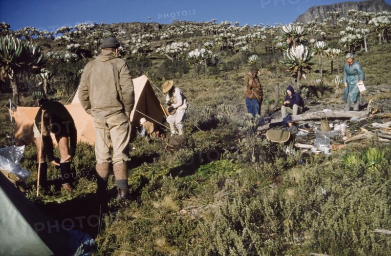 Mount Elgon camp 2'. Members of the Uganda Mountain Club set up camp at an altitude of 12,000 feet (3658 metres) on the ascent of Mount Elgon on the Kenya-Uganda border. They are surrounded by giant groundsels and dwarf heather, which stretch away into the distance. West Kenya, 1960., West (Kenya), Kenya, Eastern Africa, Africa.
