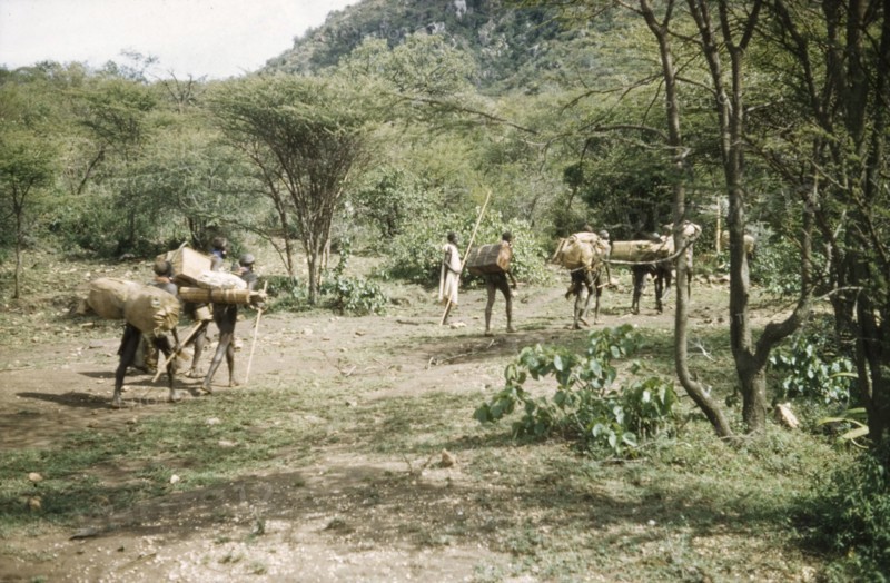 Suk porters leaving camp. Suk (Pokot) porters working with a British forestry survey team leave camp south of Pcholio Peak in the Karasuk hills. An original caption comments: "The headman carries a stick (but would never use it)". Kenya, May 1959., East (Uganda), Uganda, Eastern Africa, Africa.