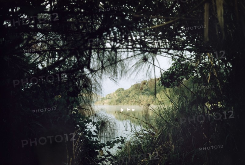Pelicans on Lake Saka. Three white pelicans glimpsed through lakeside papyrus. Lake Saka at sunrise. West Uganda, 1955. Kabarole, West (Uganda), Uganda, Eastern Africa, Africa.