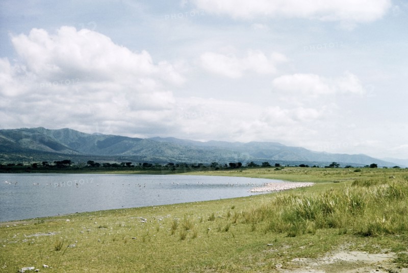 Flamingoes on Lake Kikorongo. A flock of Lesser Flamongo crowd the shoreline of Lake Kikorongo. South West Uganda, 1955., West (Uganda), Uganda, Eastern Africa, Africa.