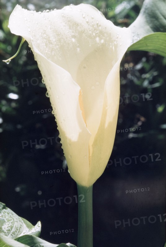 Arum Lily from Mount Elgon. Close-up shot of an arum, or calla lily, (Zantedeschia aethiopica) growing on the slopes of Mount Elgon. East Uganda, December 1955., East (Uganda), Uganda, Eastern Africa, Africa.