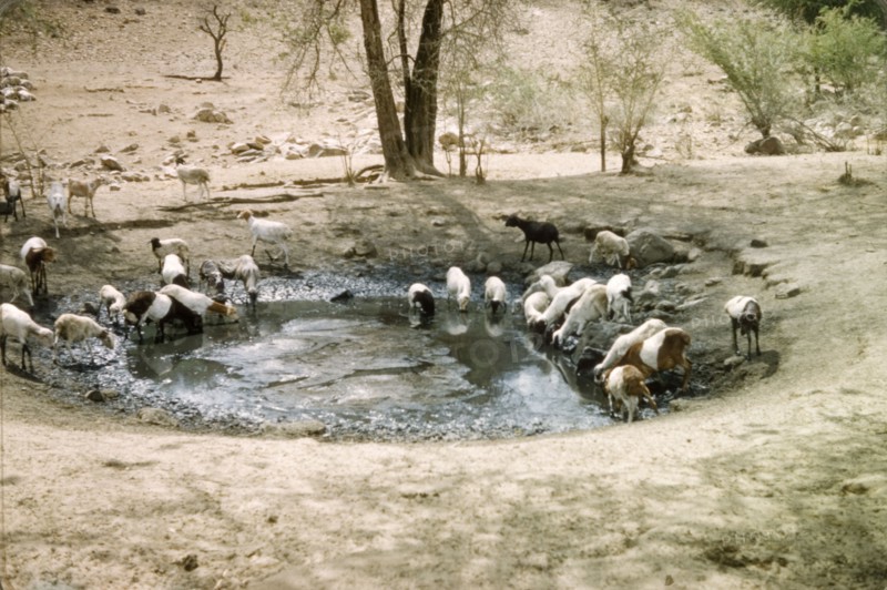 Goats at a waterhole in Kabekanyang. A herd of goats quench their thirst at a waterhole in Karamoja on the Uganda-Sudan border. Kabekanyang, North East, Uganda, 1959., North (Uganda), Uganda, Eastern Africa, Africa.