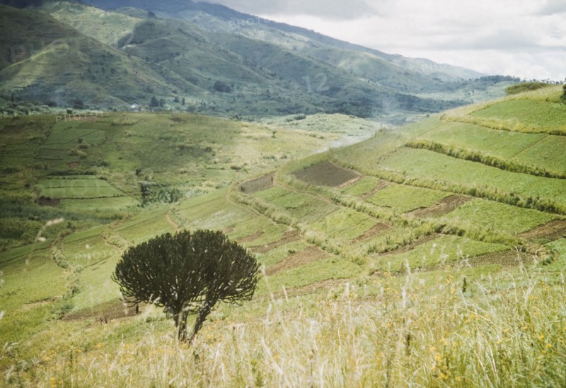 Bakonzo (Bakonjo) shambas in the Rwenzori foothills. A hillside is divided into terraced shambas belonging to the Bakonjo people. Toro, West Uganda, June 1957., West (Uganda), Uganda, Eastern Africa, Africa.