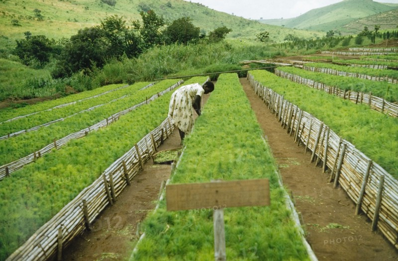 Forest nursery at Lendu. A woman tends pine (Pinus patula) seedlings planted in raised beds at a forest nursery in the West Nile district. Lendu, North Uganda, 1956., North (Uganda), Uganda, Eastern Africa, Africa.