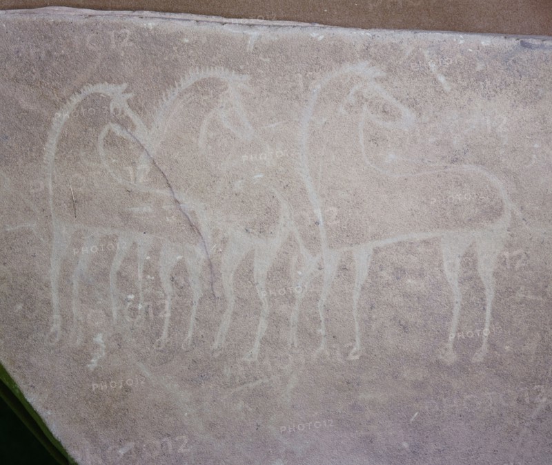 A rock painting of Berber horses bred from those brought to Egypt by Asians during the 2nd millenium BC