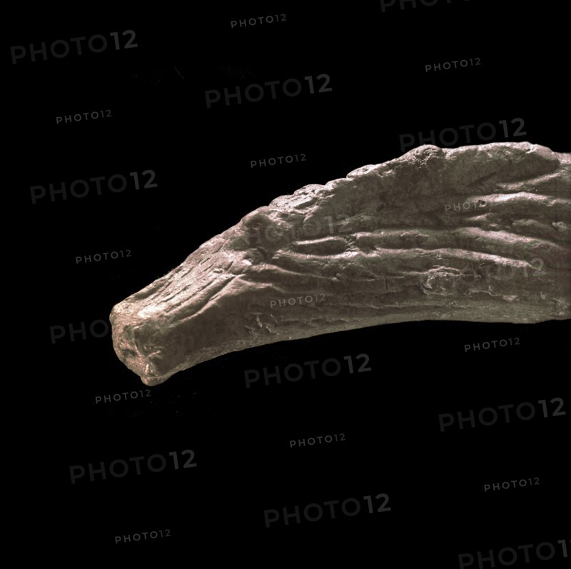 Horses head and mane