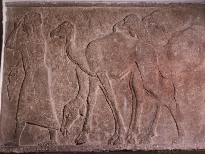 Relief from the central palace depicting female bedouin with camels asking the grace of of king Tilgath Pileser