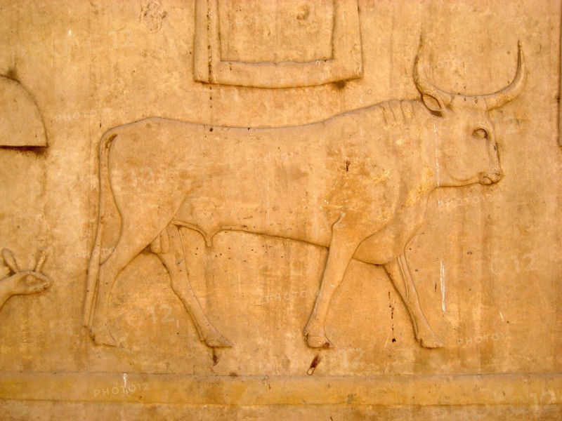 Hieroglyph of a sacred bull from a temple inscription