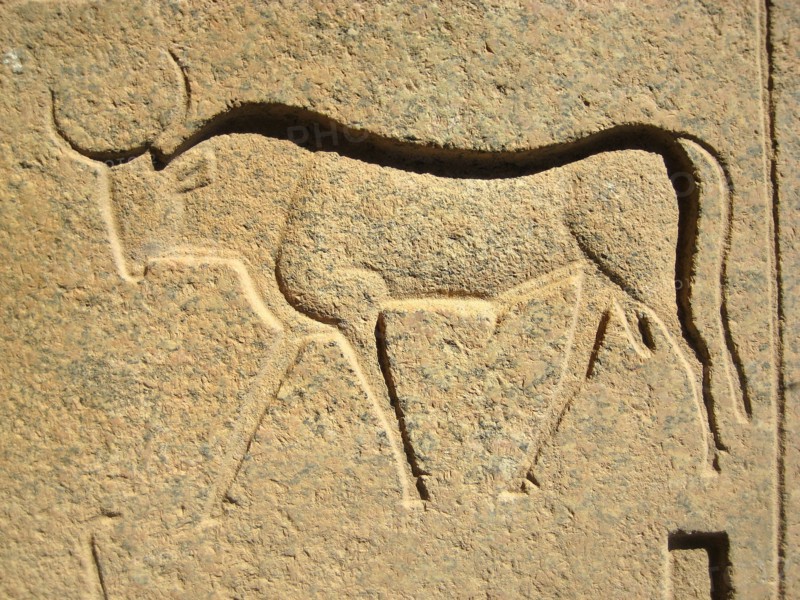Hieroglyph of a sacred bull from a temple inscription