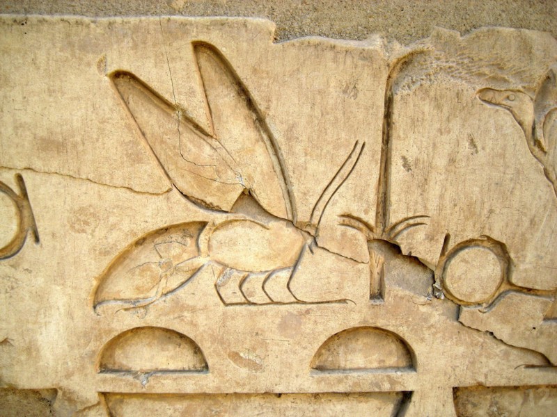 Hieroglyph of a bee from an inscription