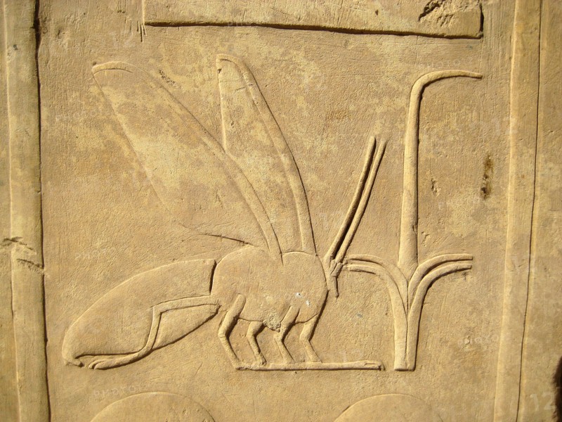 Hieroglyph of a bee from an inscription