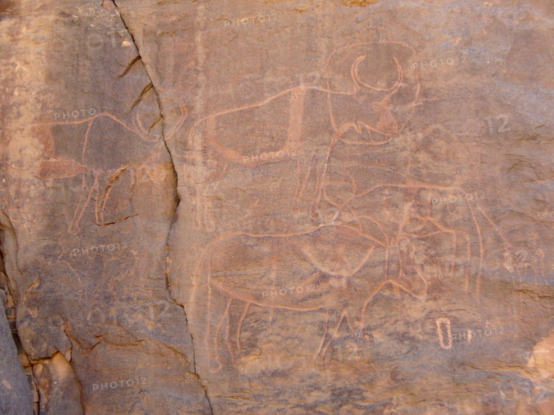 At the beginning of the Holocene the hunter gatherers of the Sahara experienced very different enviromental conditions
