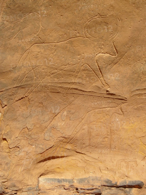 At the beginning of the Holocene the hunter gatherers of the Sahara experienced very different enviromental conditions