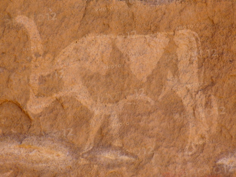 Rock painting of cattle