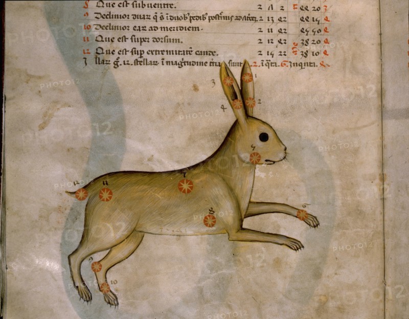 Illustration from a copy of Al Sufis The Book of Fixed Stars