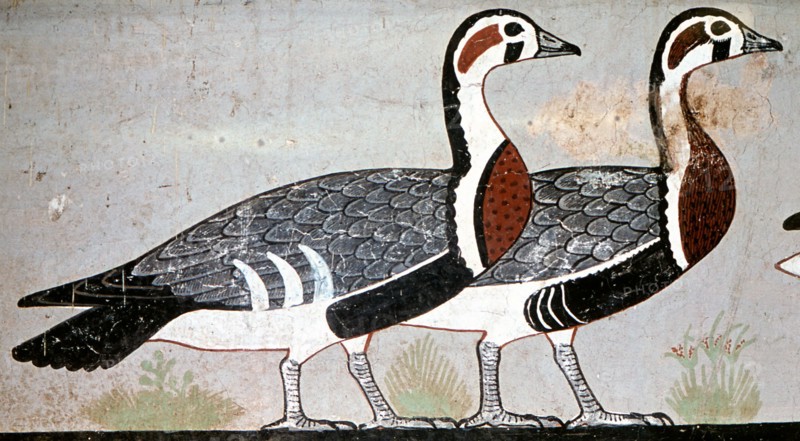 Two red breasted geese