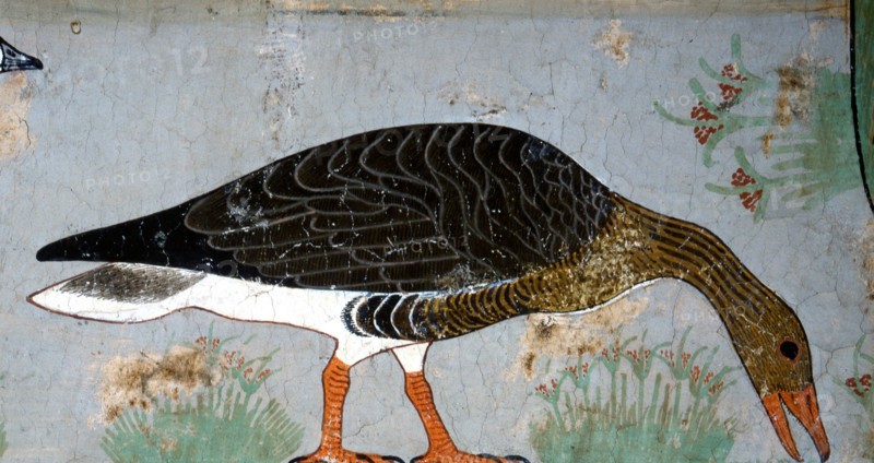 A bean goose feeding