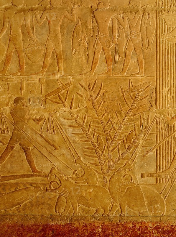 A scene in relief in the tomb of the vizier Mereruka