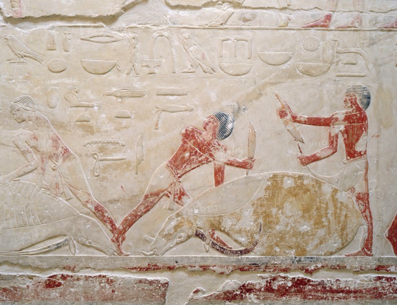 A relief in the tomb of Princess Sesh seshet Idut at Saqqara depict ing the quartering of oxen