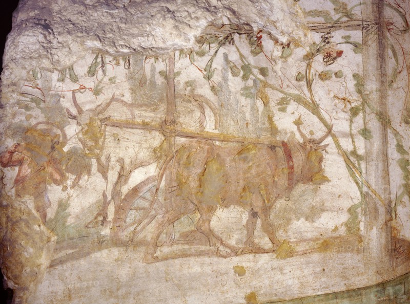 Painting from the Wardian tomb, depicting a saqia ( sakkiyeh ) or water wheel driven by two oxen