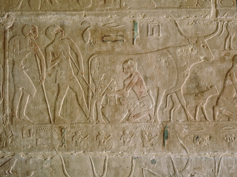 A relief in the tomb of Kagemni depicting a man milking a cow