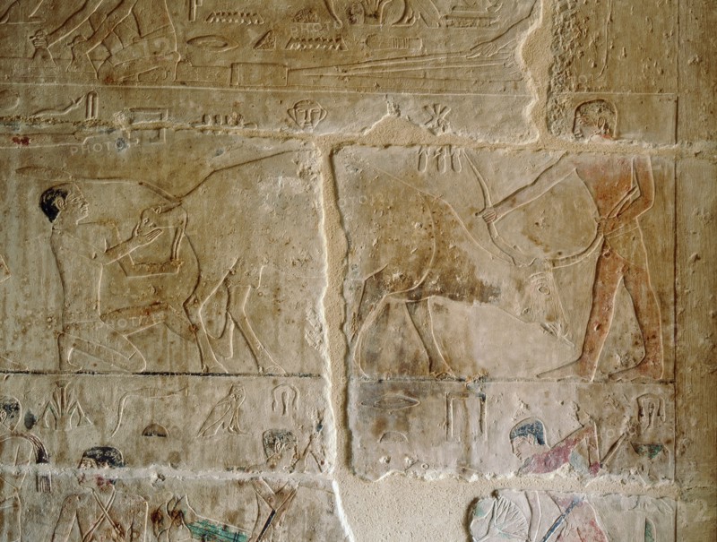 A relief in the tomb of Kagemni depicting two men assisting a cow calving