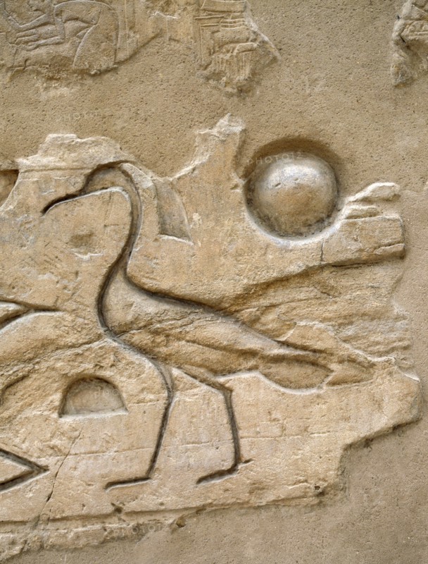 The hieroglyph depicting the crested ibis was used in order to express the concepts of light and power