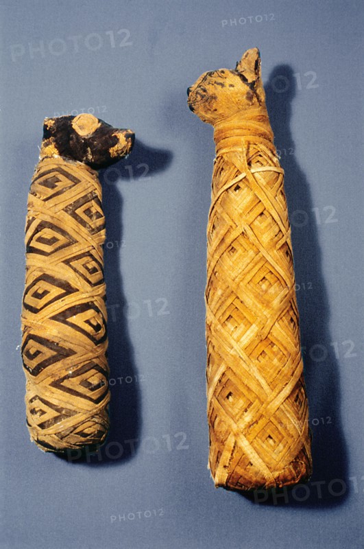 Mummy of a dog and of a cat