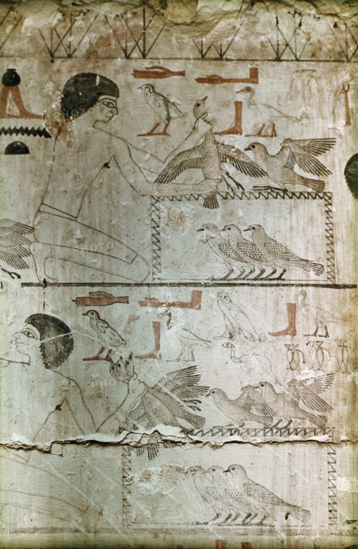 Master sketch from the unfinished chapel of Neferherptah, depicting bird catching scene