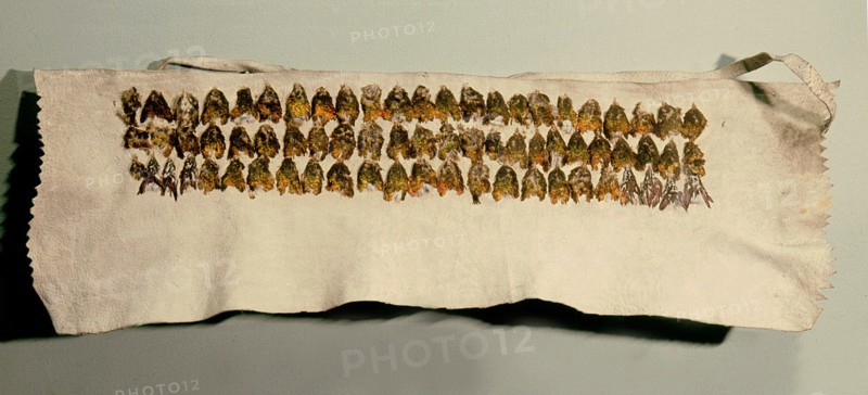 Headband made from hummingbird breasts mounted on deerskin