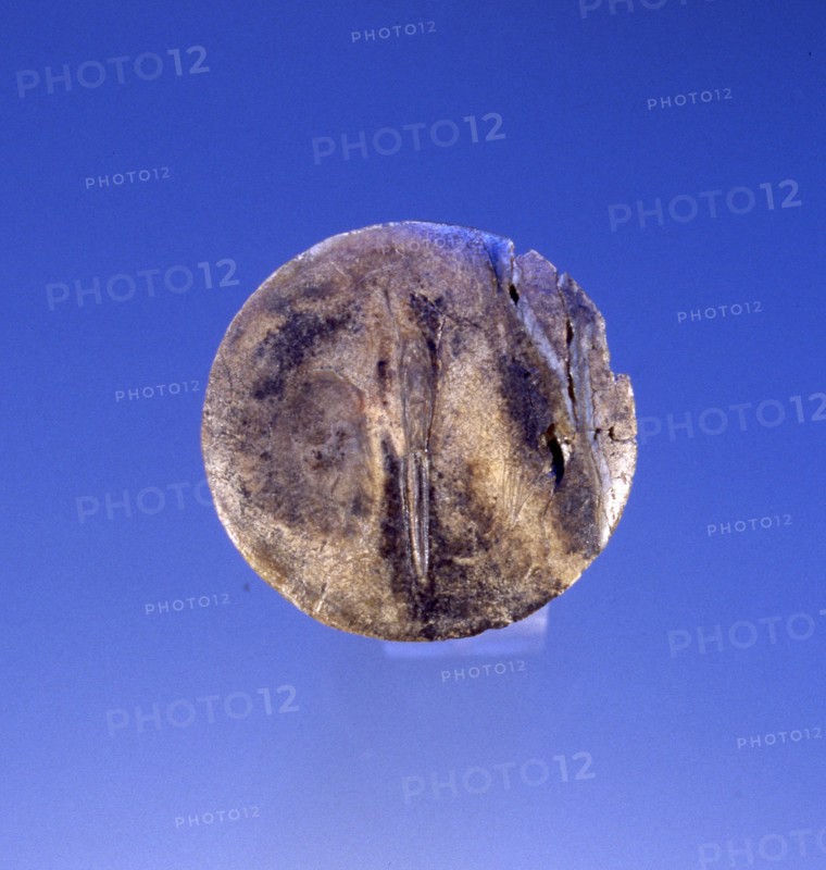 Mammoth tusk cut into coin like segment found in a Paleolithic tomb of a male, thought to represent a moon vulva disc