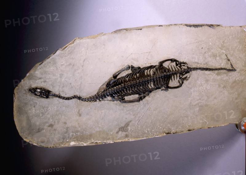 Fossilised embryo of a dinosaur