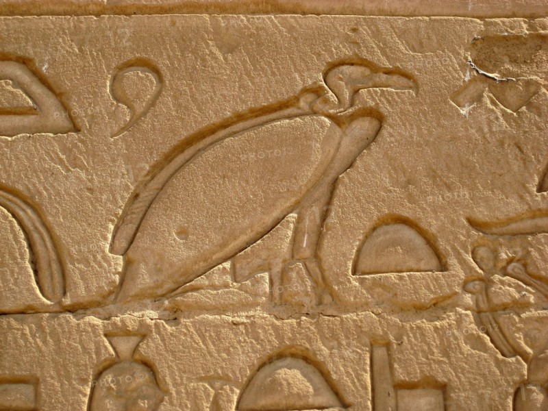 Hieroglyphic image of a vulture, a manifestation of the goddesses Mut and Nekhbet and often a representation of kingship