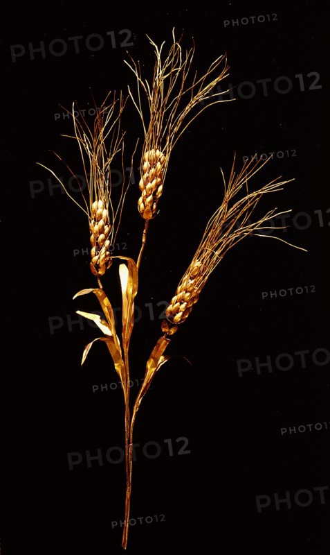 Stalk of wheat (triticum compactum) dividing into three stems with ears