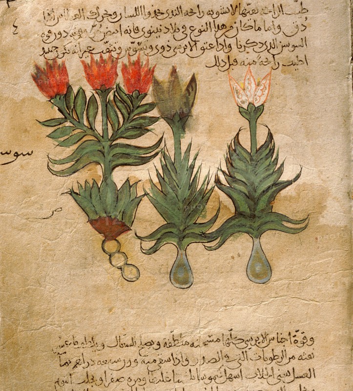 Folio 4r of the Arabic version of Dioscorides De Materia Medica