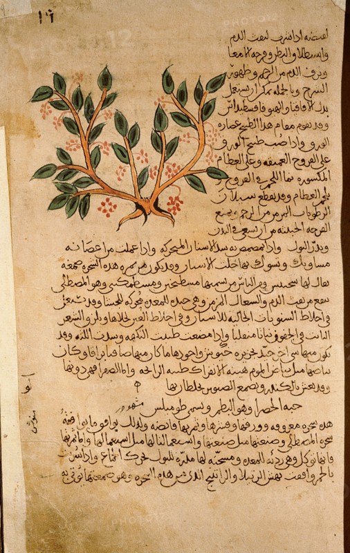 Folio 19r of the Arabic version of Dioscorides De Materia Medica