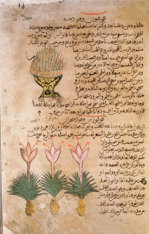 Folio 14r of the Arabic version of Dioscorides De Materia Medica
