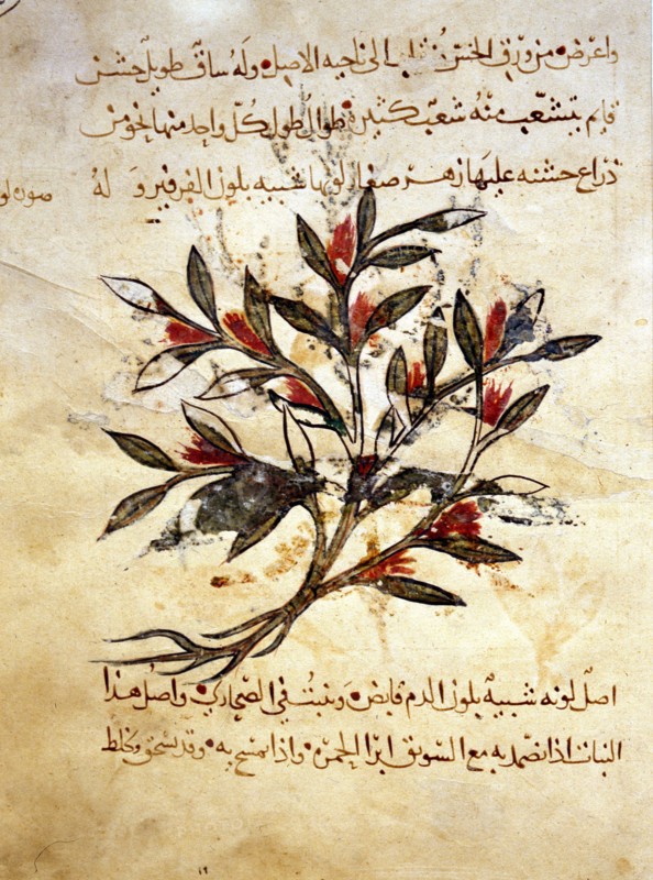 A folio from the Arabic version of Dioscorides De Materia Medica