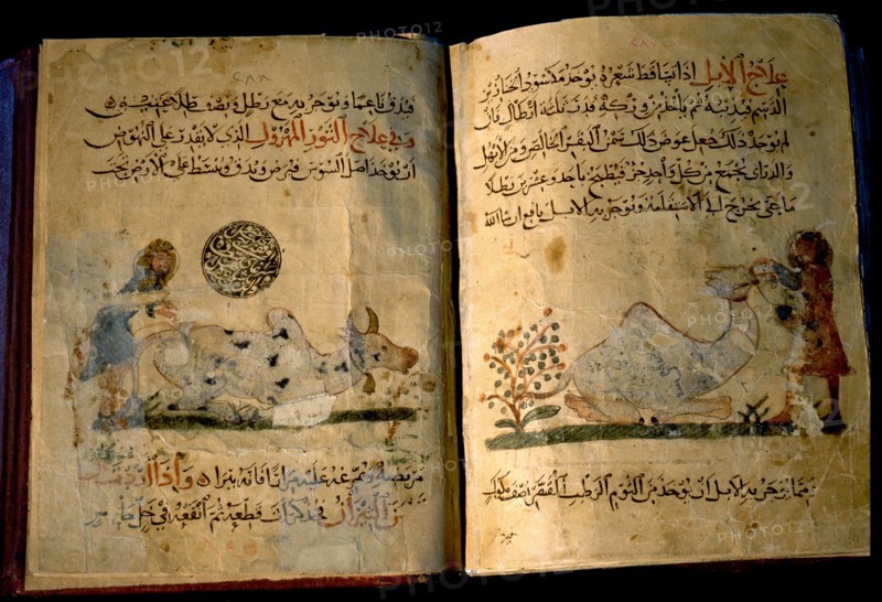 Illustration from Nihayat al Sul, a Mamluk manual on horsemanship and animal husbandry